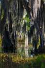 USA, Florida. Cedar trees with long moss hanging, standing in water with reflection Art Print